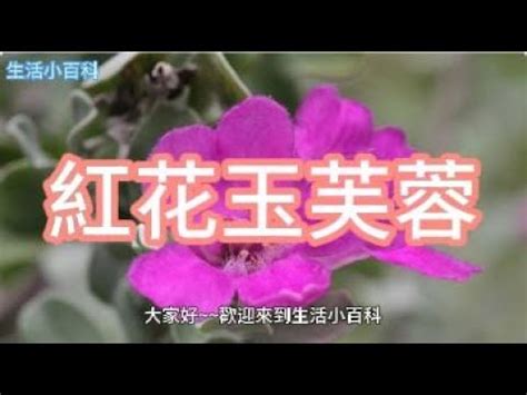 芙蓉風水|芙蓉種植風水：何時栽種最吉利？